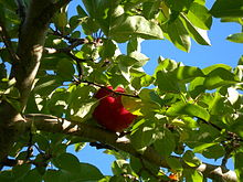 Photographie d'une pomme McIntosh.