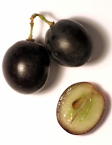 Photographie en couleur de trois grains de raisin noir. Deux sont attachés ensemble grâce à un résidu de rafle, le troisième à été coupé en deux pour montrer qu'un grain de raisin noir à jus blanc possède une pulpe incolore.