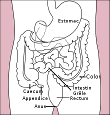 Diagramme indiquant la position de l'appendice par rapport au colon et au cæcum