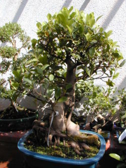 Ficus retusa