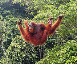  L'orang-outan dispose de membresantérieurs exceptionnellement longs parrapport aux postérieurs.Démuni de queue préhensile, il peutnéanmoins marcher en position bipèdesur des branches étroites en se servantde ses bras pour s'équilibrer.