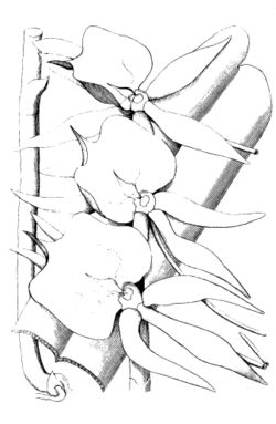  Angraecum eburneum subsp. superbum, plante type, 1822