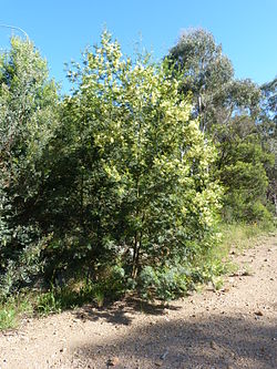  Acacia decurrens
