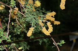  Acacia drummondii