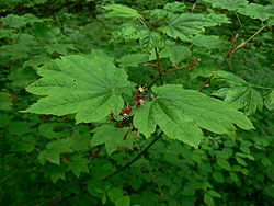 Acer circinatum