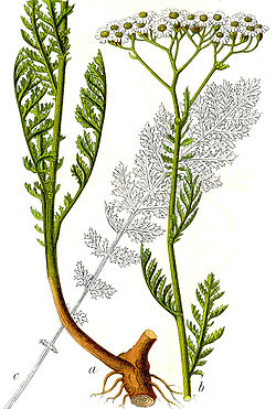  Achillea nobilis