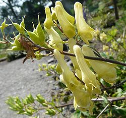  Aconitum lycoctonum subsp. vulparia