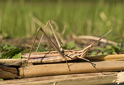  Acrida cinerea