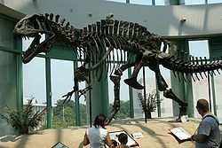  Acrocanthosaurus atokensis(squelette reconstitué)