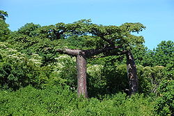  Adansonia suarezensis