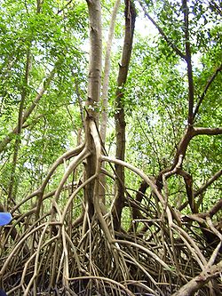 Palétuvier de la Mangrove de Rivière-Salée en Martinique