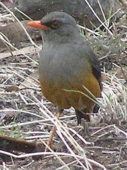  Turdus abyssinicus