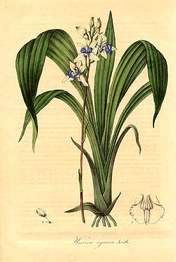  Acacallis cyanea ou Aganisia cyanea