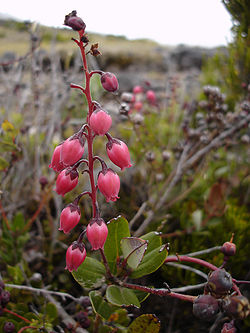  Agarista buxifolia