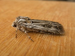  Agrotis radians