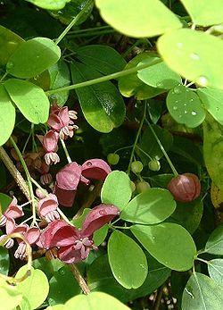 Akebia quinata ( fleurs)