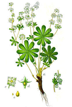  Alchemilla alpina