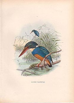  Martin-pêcheur à poitrine bleue(Alcedo cyanopectus)