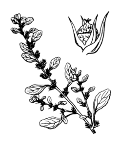 Amaranthus albus, gravure de H.Coste