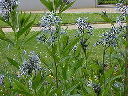  Amsonia tabernaemontana