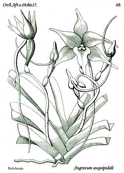  Angraecum sesquipedale, plante type, 1822