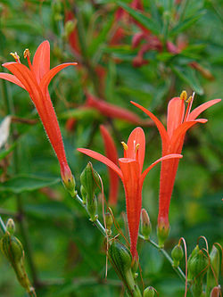 Anisacanthus quadrifidus