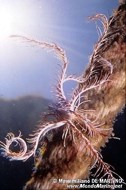  Antedon mediterranea