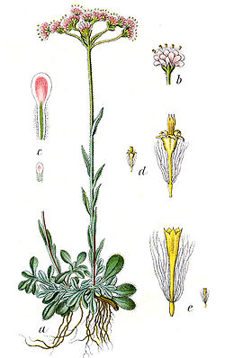  Antennaria dioica