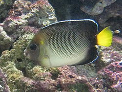  Apolemichthys xanthurus à l'aquarium Cinéaqua