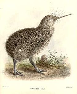 Kiwi d'Owen (Apteryx owenii )