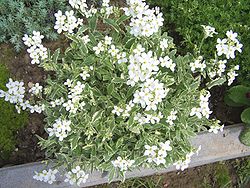  Arabis alpina subsp. caucasica