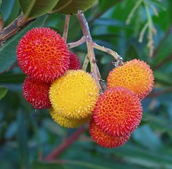 Arbouses, fruits de l'arbousier