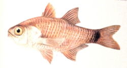  Archamia lineolata