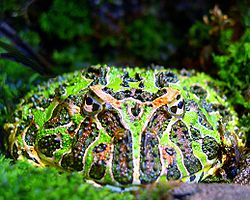  Grenouille cornue d'Argentine (Ceratophrys ornata)