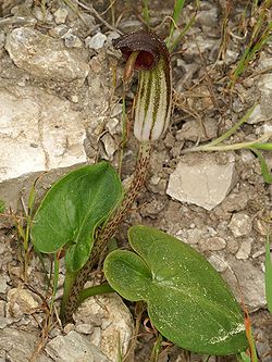  Arisarum vulgare