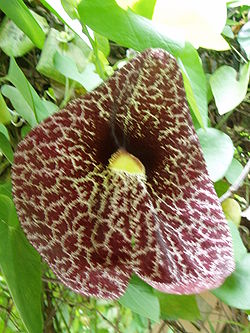  fleur de Aristolochia elegans