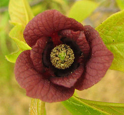  Fleur de d'asiminier trilobé (Asimina triloba)