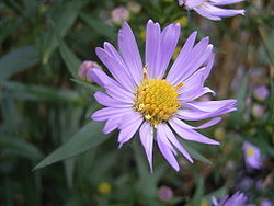  Capitule de Symphyotrichum novi-belgii