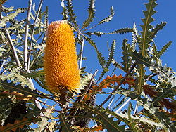  Banksia ashbyi, espèce de la série Cyrtostylis