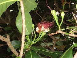  Barringtonia asiatica