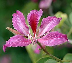  Bauhinia blakeana