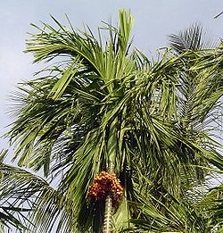  Areca catechu