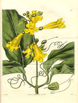 Bignonia grandifolia