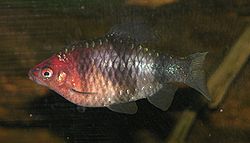  Barbus nigrofasciatus