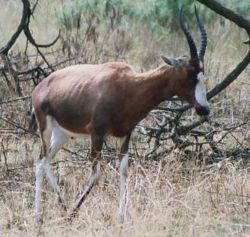  Damaliscus pygargus (Blesbok)