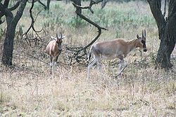  Blesbok, ou Bontebok (Damaliscus pygargus)