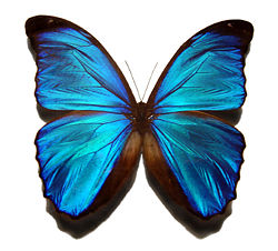  Morpho bleu