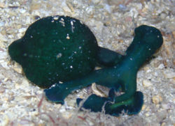  Bonellia viridis  Bonellie femelle rétractée.Photo prise à Nice, en plongée, à 10 mètres de profondeur environ.La bonellie a été extraite en douceurdu sable pour être photographiée en entier.