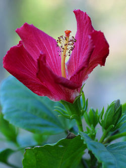 fleur de Hibiscus rosa-sinensis