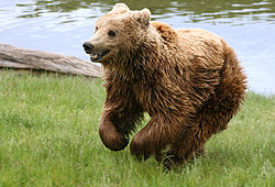  Ours brun (ici sous-espèce Ursus arctos arctos)